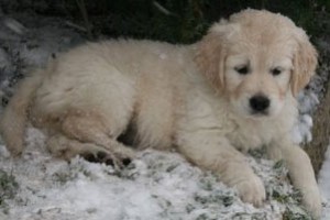 Elkarimas Golden Retriever - C-Wurf