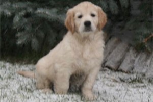 Elkarimas Golden Retriever - C-Wurf