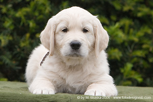 Elkarimas Golden Retriever - B-Wurf