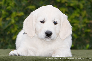 Elkarimas Golden Retriever - B-Wurf