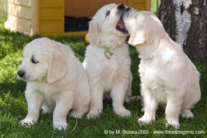 Elkarimas Golden Retriever - B-Wurf