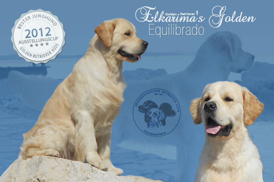 Elkarimas Golden Equillibrado - Bester Junghund Rüde 1.Platz