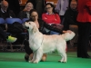 Crufts2016-18