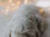 5-DSC_1927