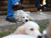 welpentreffen2013_765
