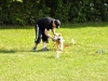 welpentreffen2013_245
